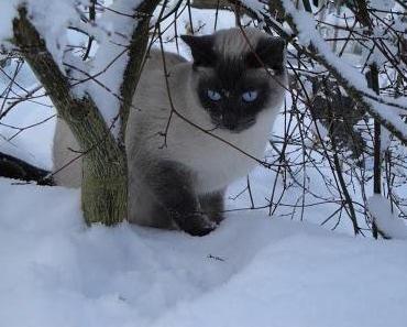 Kater Lars verzweifelt gesucht!