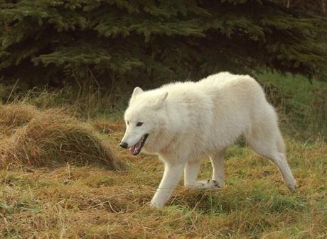 Schweden: Geschützte Wölfe werden abgeschossen