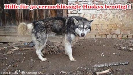 Hilfe für 50 vernachlässigte Huskys 