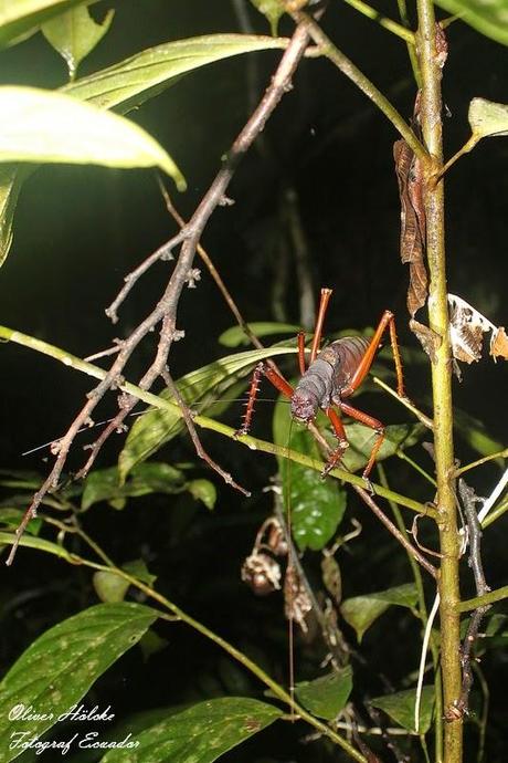 Skorpion, Conga, Grashüpfer - strange animals en la selva