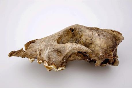 Evolution - Halfen uns Hund und Neandertaler? (2)