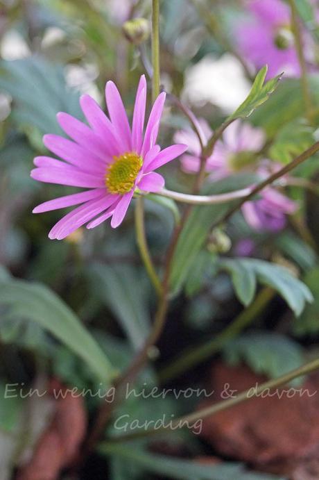 Blumen, diesmal im Topf