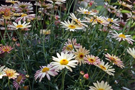 Blumen, diesmal im Topf