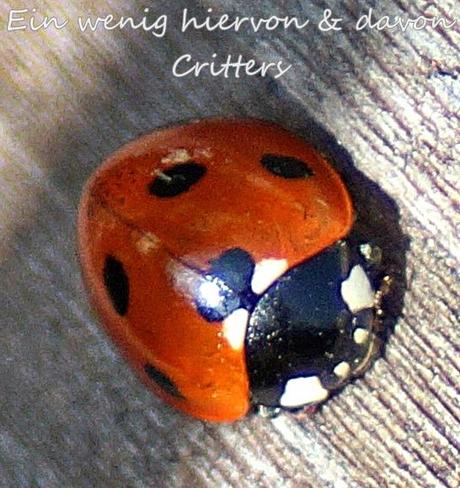 Flieg Käferchen, flieg!