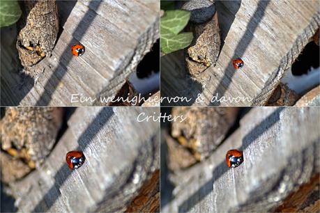 Flieg Käferchen, flieg!