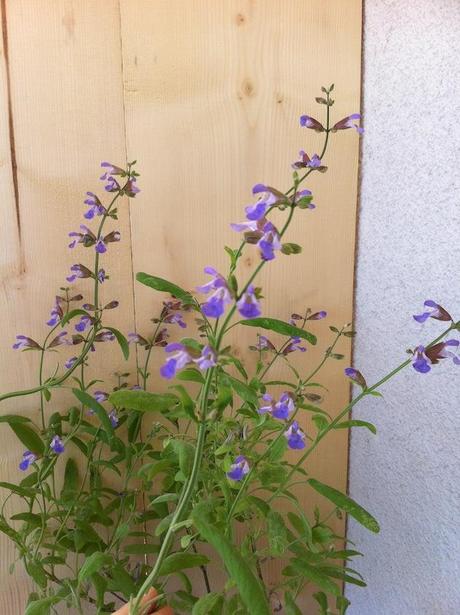 Freutag mit Sonne und Blumen Freutag mit Sonne und Blumen