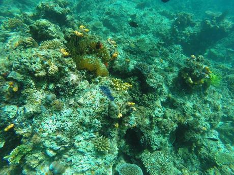 Diving El Nido Palawan Reef 6