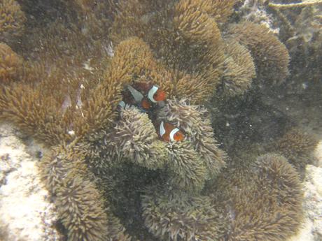 Diving El Nido Palawan Reef 3
