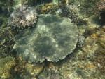 Diving El Nido Palawan Reef 10