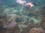 Diving El Nido Palawan Reef 12