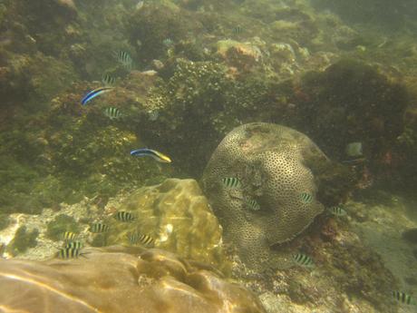 Diving El Nido Palawan Reef 7