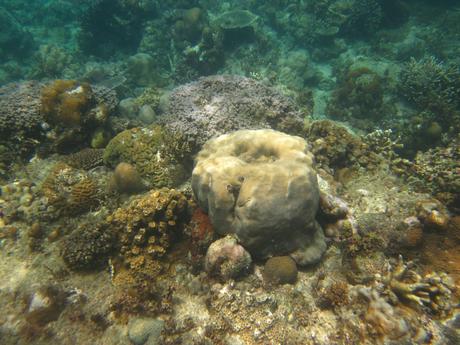 Diving El Nido Palawan Reef 8