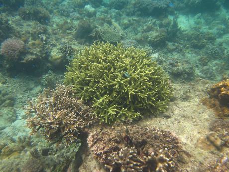Diving El Nido Palawan Reef 5