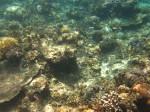 Diving El Nido Palawan Reef 11