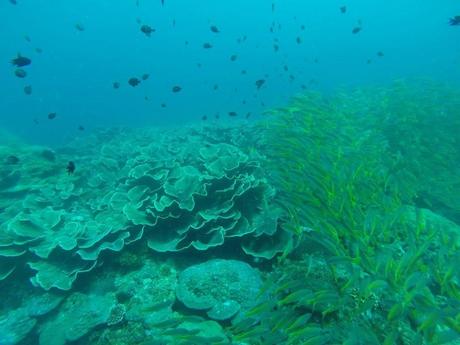 Diving El Nido Palawan Reef 1