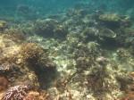 Diving El Nido Palawan Reef 14