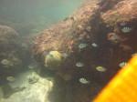 Diving El Nido Palawan Reef 13