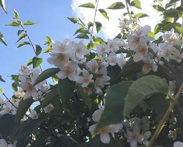 Alles blüht so schön