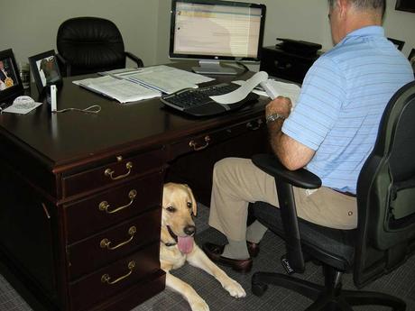 Kuriose-Feiertage - 20.-Juni - Nimm-Deinen-Hund-mit-zur-Arbeit-Tag--Take-Your-Dog-To-Work-Day-in-den-USA -2010_tydtwday_ugl_unnico