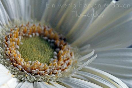 Heute gibt's wieder frische Blumen!Diesmal habe ich mich ...