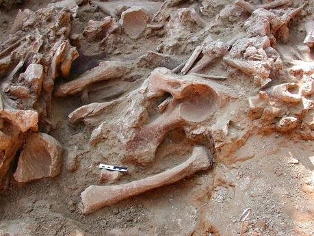 Evolution - Halfen uns Hund und Neandertaler? (3)