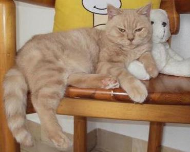 Armani – (m)ein Traumkater ♥