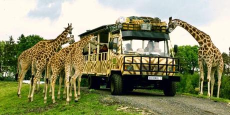 Ausflug in die Serengeti