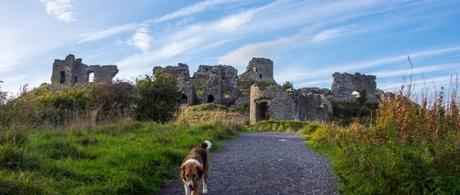 Urlaub mit Hund in Irland - eine Unterkunft finden