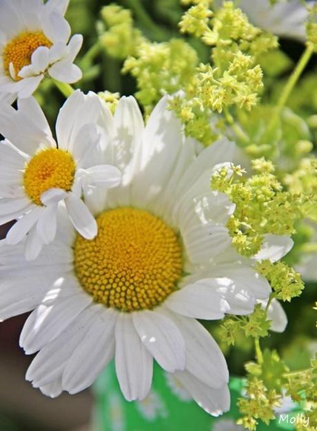 Eine Tüte Blumen