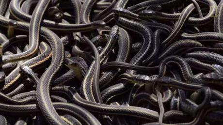 Snake Dens Manitoba Screencap