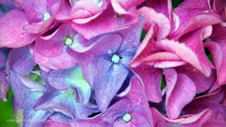 Blooming: Hortensien