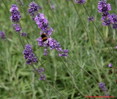 Garten im Odenwald, Lavendel, Lavendelcreme, Hummel, Lavendel