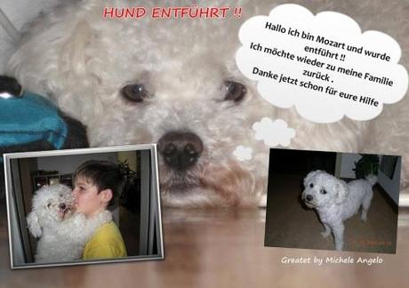 Hund Entführt Mozart Michele Angelo Tierschutz Tierrettung