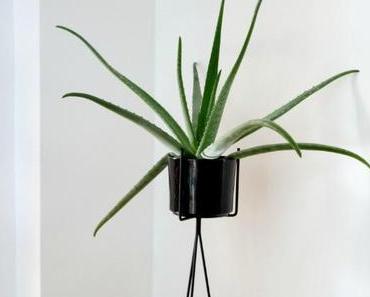 Urban Jungle Bloggers: Watering your Plants
