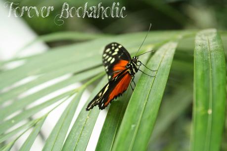 [Hometown Exploration] Garten der Schmetterlinge in Bendorf