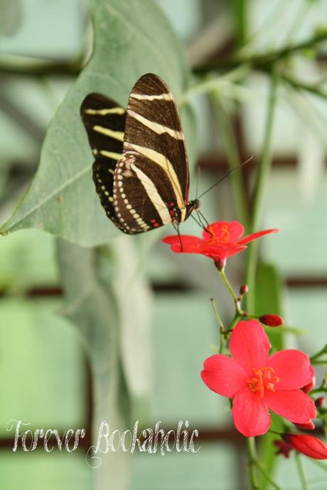 [Hometown Exploration] Garten der Schmetterlinge in Bendorf