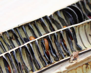 Manna Eis & Vanillerezeptur