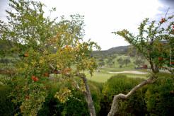 Golfunterricht – Platzreife – 63 Löcher – Mallorca Golfplätze
