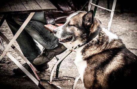 Kuriose Feiertage - 31. Juli - Tag des Mischlingshundes – der amerikanische Mutt’s Day - 1 - (c) 2014 Sven Giese