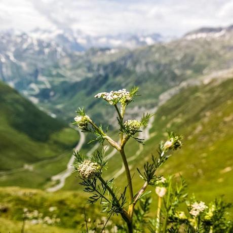 Pflanzen in der Schweiz