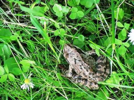 frosch im gras kemeri lettland