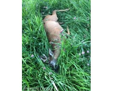 Ein sehr tragischer Vorfall