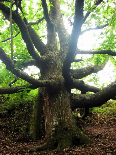 Bäume hatten beim keltischen Volk eine besondere Bedeutung