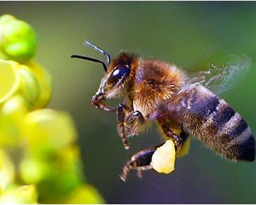 Pfiffige Bienen