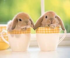 couple of bunnies in cups shared by https://www.facebook.com/thomsondesign?