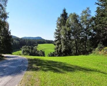 Himbeeren, Heidelbeeren, Pilze und Zucchini - ein perfekter Sonntag!