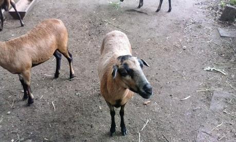 Stallbesuche - Kameruner Schafe eines Bekannten