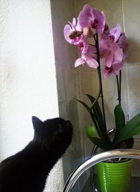 Katze trifft auf Pflanze