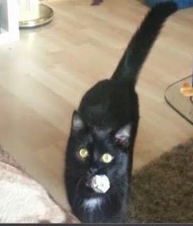 Apportieren - wasn' das?