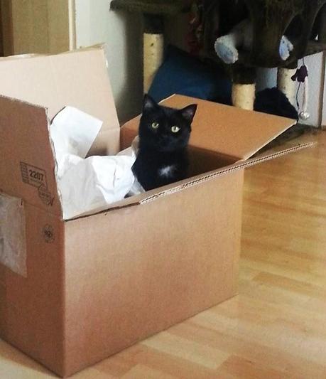 SIEGER..SIEGER..FRESSEN..FRESSEN..?!